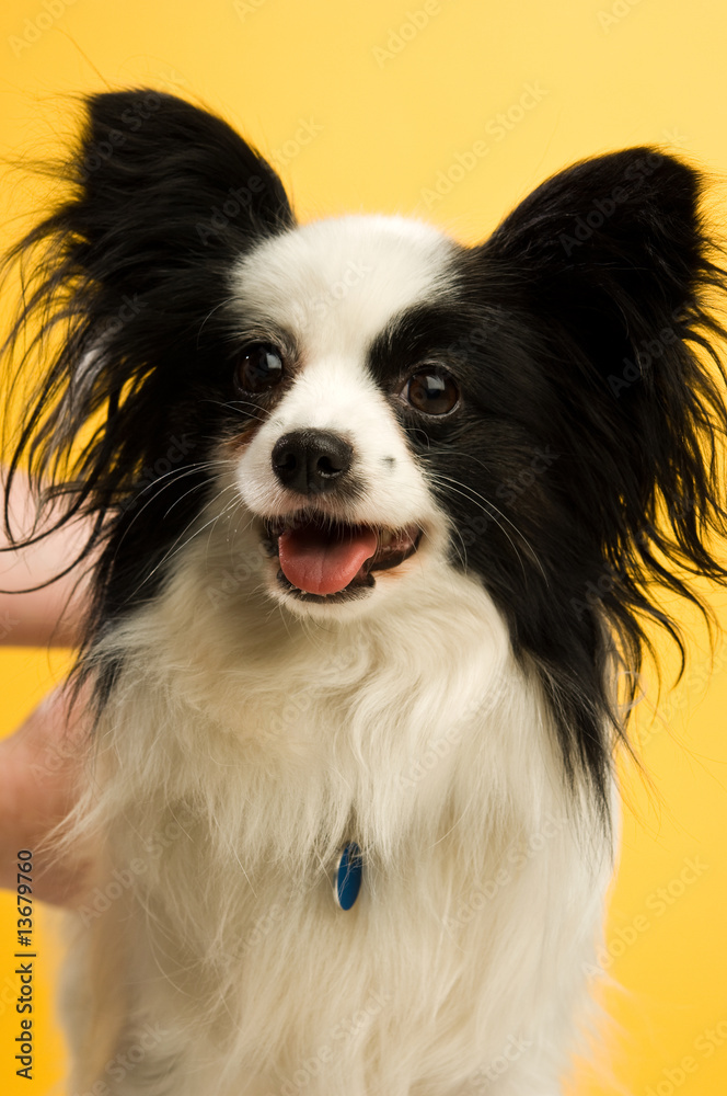Papillon dog isolated on a yellow background Papillon dog isolated on a yellow background