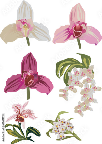 light orchid collection