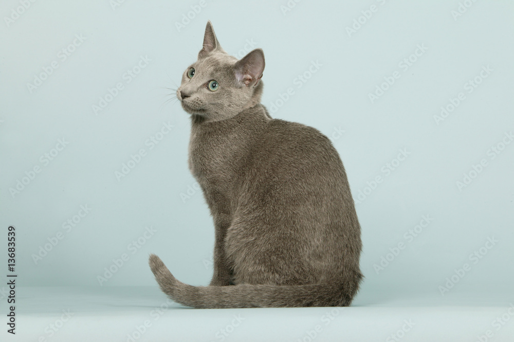 Chat Bleu Russe Assis De Profil En Studio Detourable Stock Photo Adobe Stock
