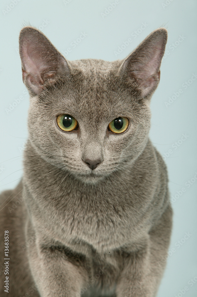 portrait de chat de race bleu russe en pleine face -regard