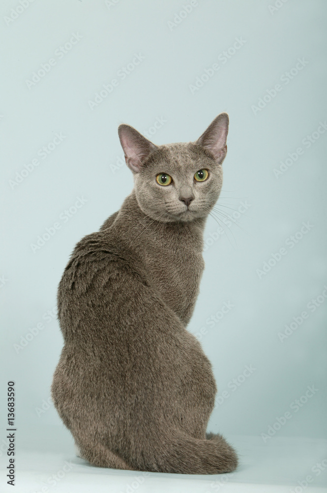 Photo Stock Chat Bleu Russe De Dos Tete Tournee Vers L Objectif Star Adobe Stock