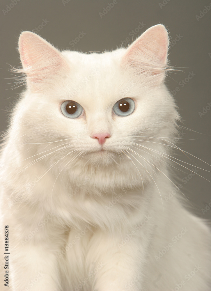 portrait de chat sibérien blanc en studio - yeux bleus
