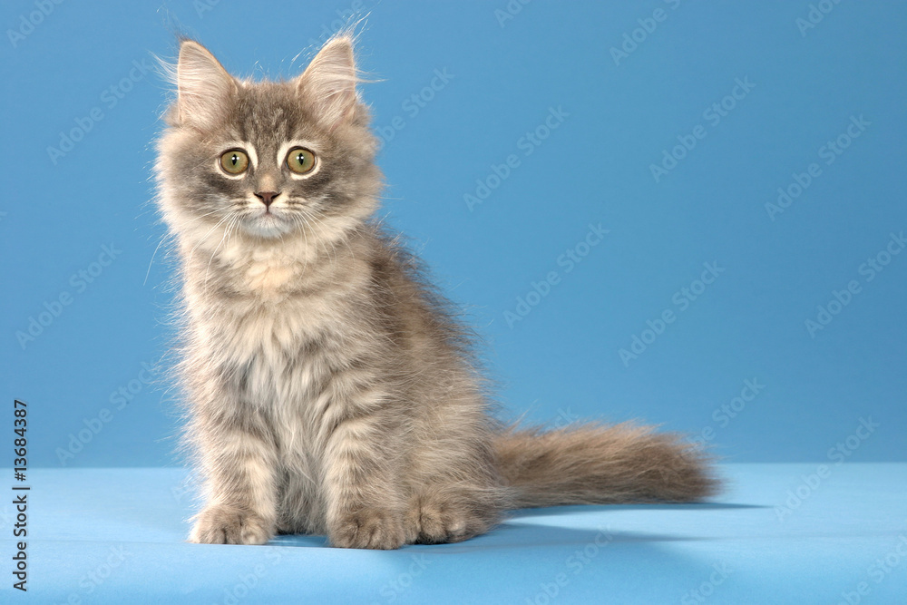 chaton de chat sibérien en studio sur fond bleu - détourable