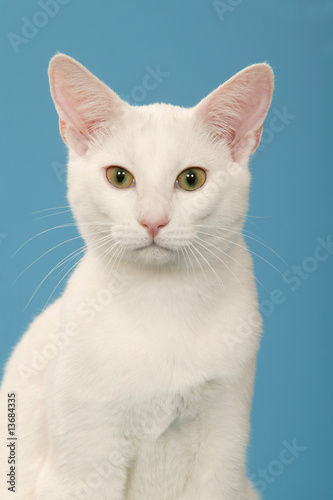 chat blanc russe de face en studio sur fond bleu,détourable