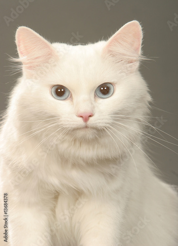 portrait de chat sibérien blanc en studio - yeux bleus