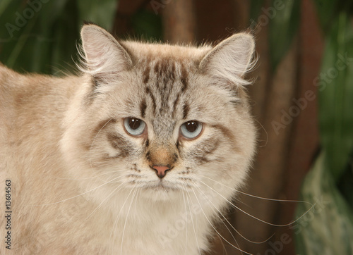tête de chat sibérien aux yeux bleus - race rare