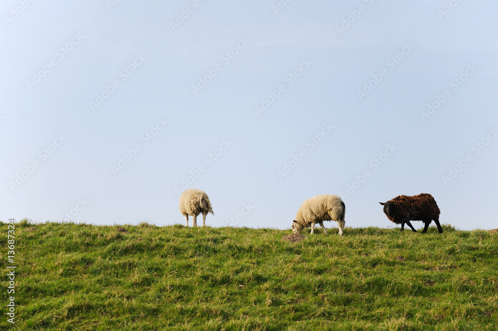 Sheep at the dike