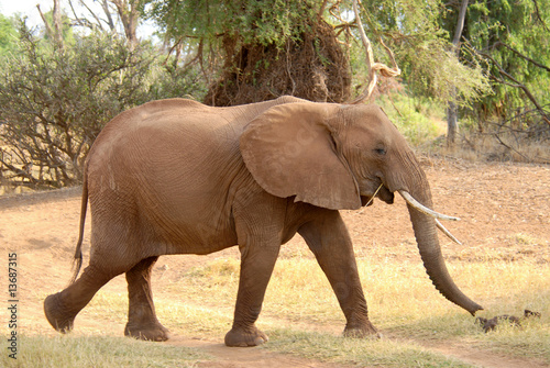 Walking african elephant  Samburu Reserve  Kenya 