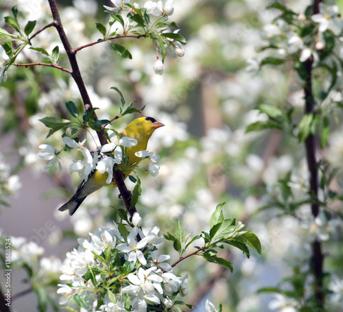 Valokuva Gold finch and white blooms