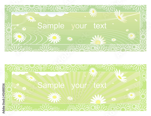 Spring camomile background.