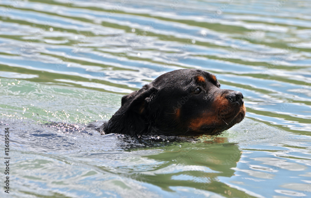 rottweiler en natation rottweiler en natation