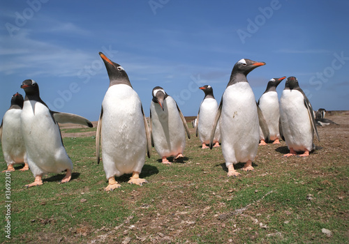 Colony of gentoo penguins