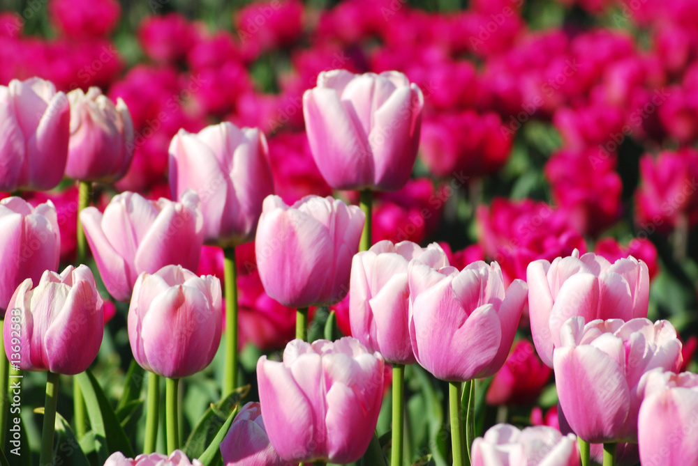 field of tulips