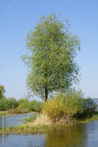 Tree in the water