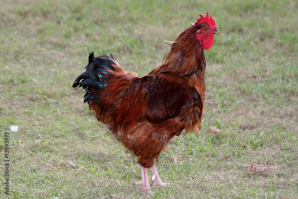 Fototapeta premium Red Rooster