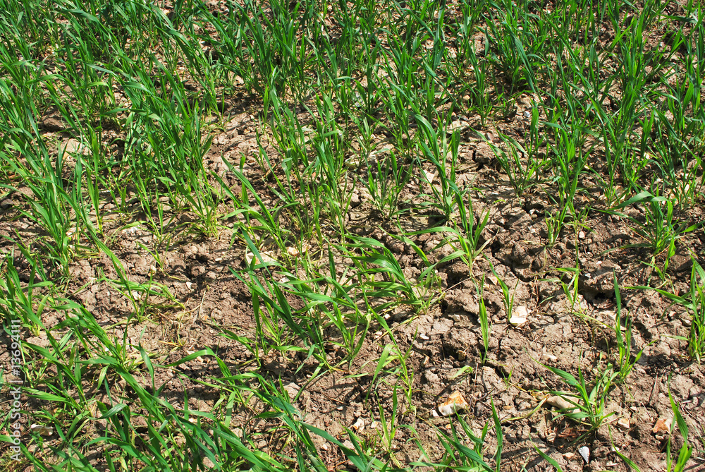 Wheat growing in parched conditions on a farm Wheat growing in parched conditions on a farm