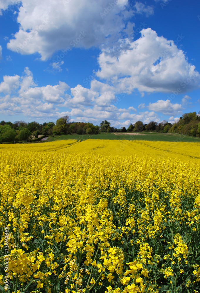 Rapeseed growing in a field in the Kent countryside in England