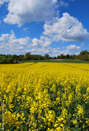 Rapeseed growing in a field in the Kent countryside in England