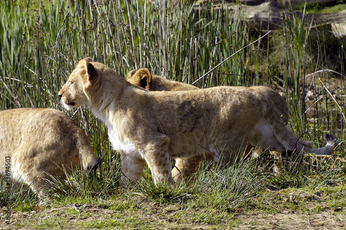 Lionceaux photo