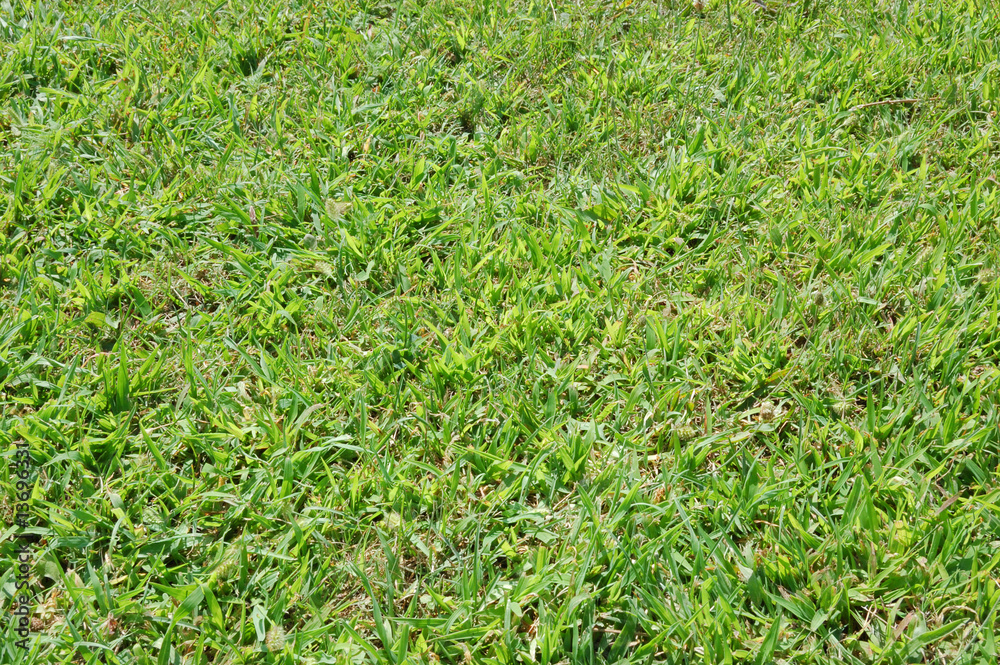 grass background grass background
