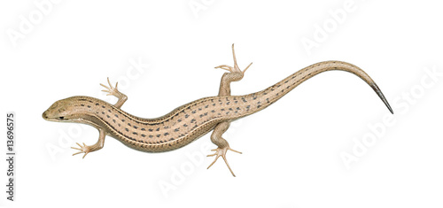Skink lizard isolated on white background
