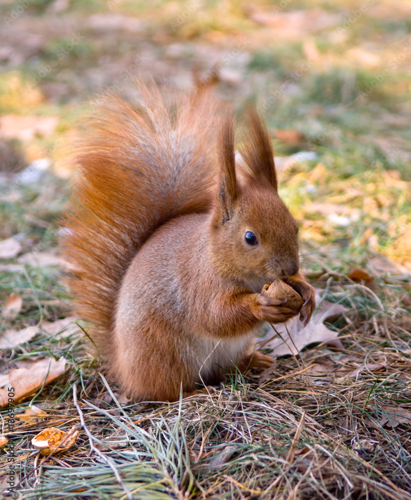 Fototapeta premium squirrel