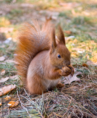 Fototapeta squirrel