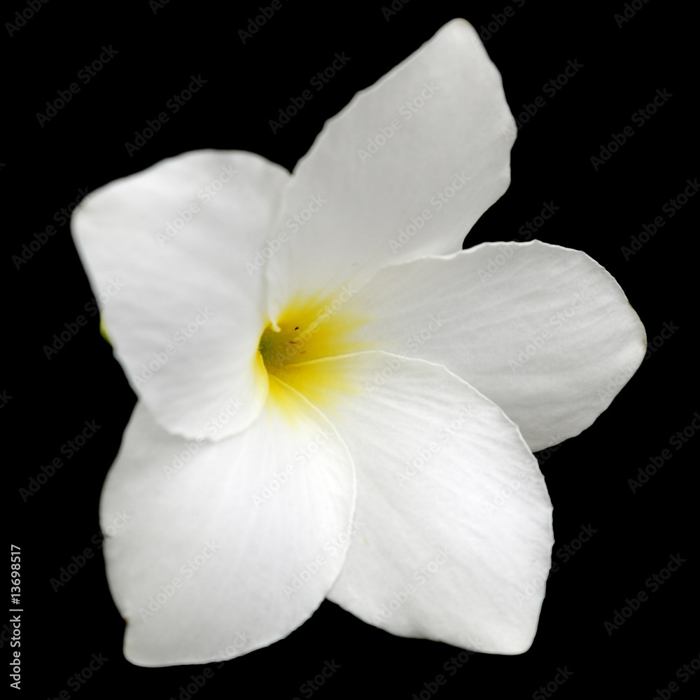 fleur blanche de frangipanier sur fond noir Photos | Adobe Stock