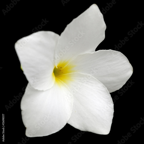 fleur blanche de frangipanier sur fond noir