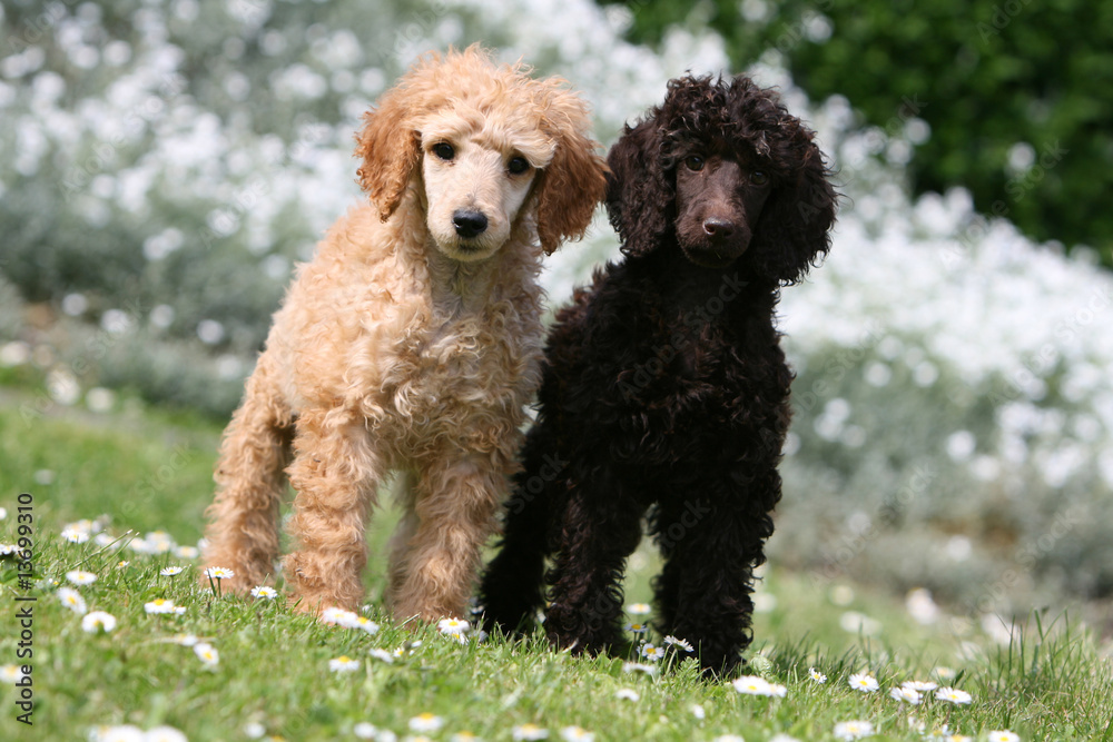 pose pour deux jeunes grand caniche dans une prairie pose pour deux jeunes grand caniche dans une prairie