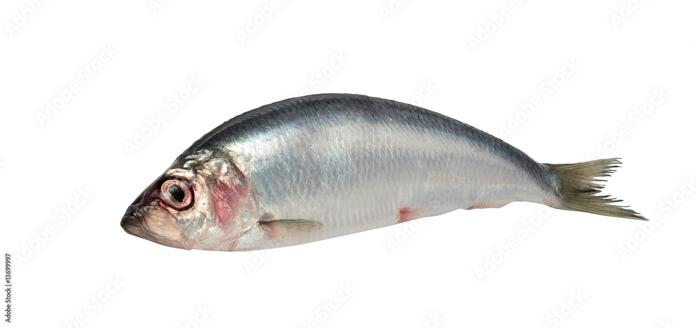 Fresh raw herring isolated on white Fresh raw herring isolated on white