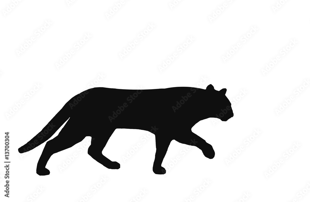 prowl cat prowl cat