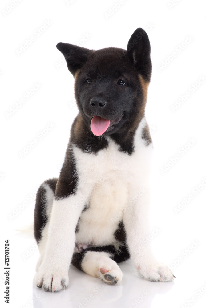 .Akita purebred puppy on white background
