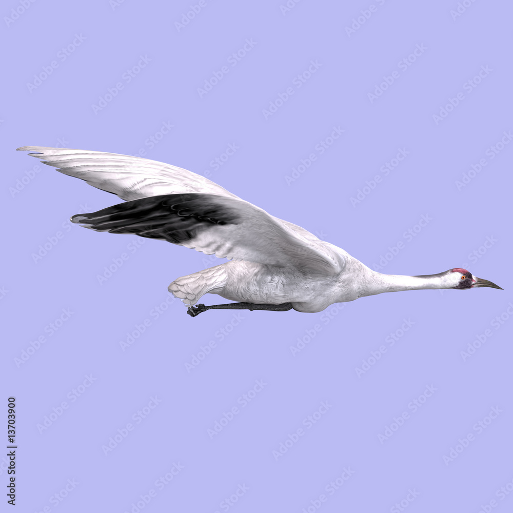 Fototapeta premium Great White Crane