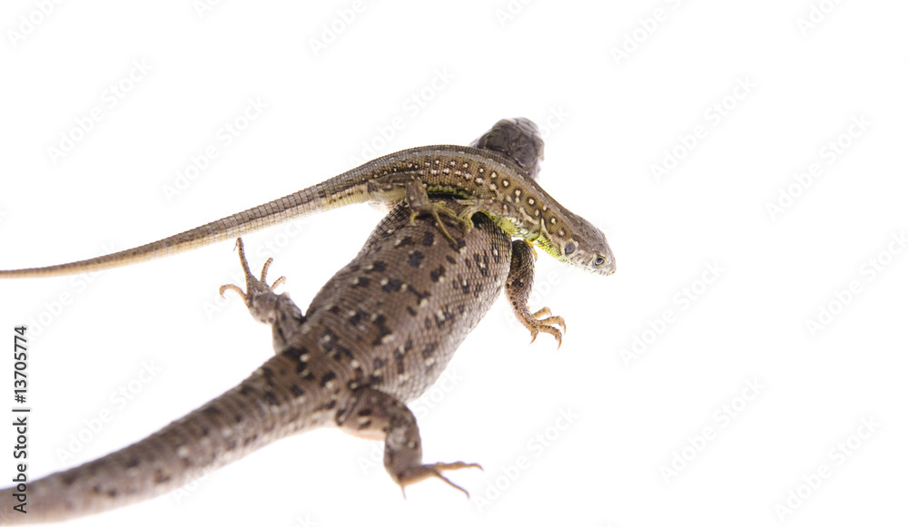 Naklejka premium Lizard