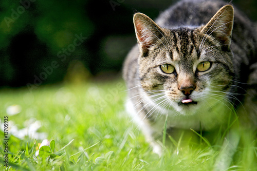 durchs Gras schleichende Katze