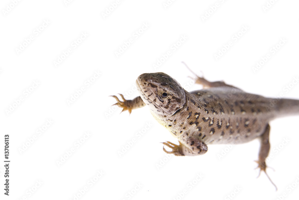 Naklejka premium Lizard