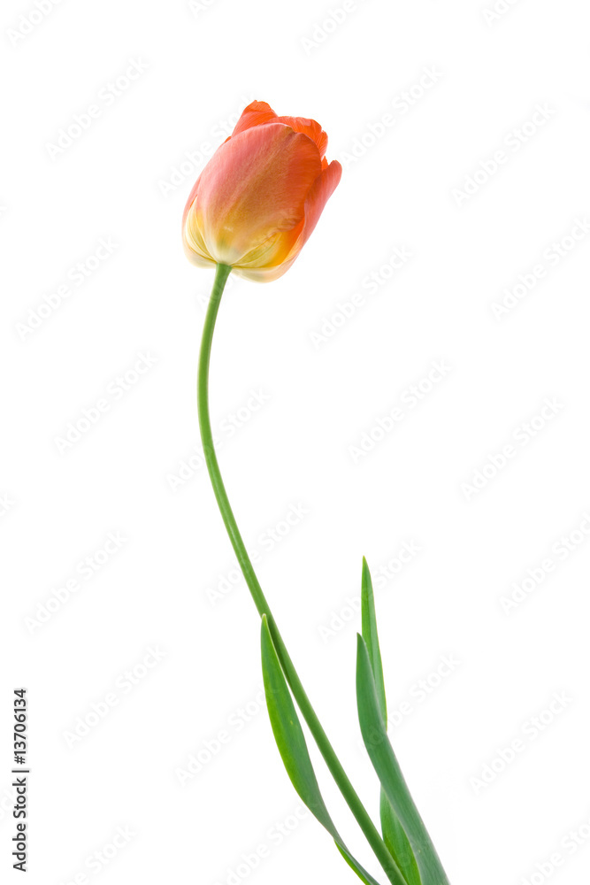 Tulip isolated on white background Tulip isolated on white background