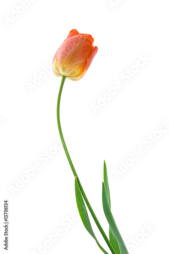 Tulip isolated on white background