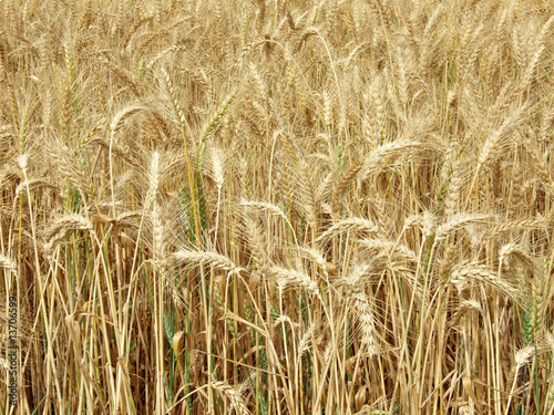 Wheat field