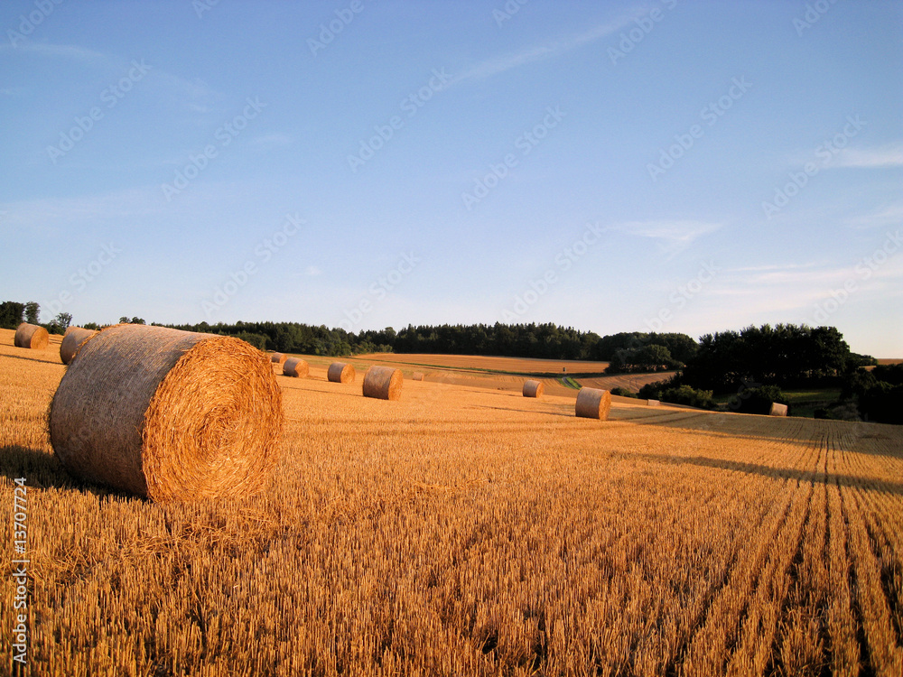 harvest