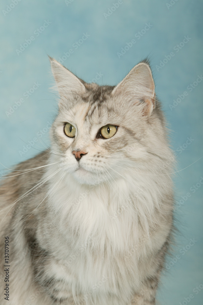 portrait de chat maine coon tête tournée en studio sur fond bleu