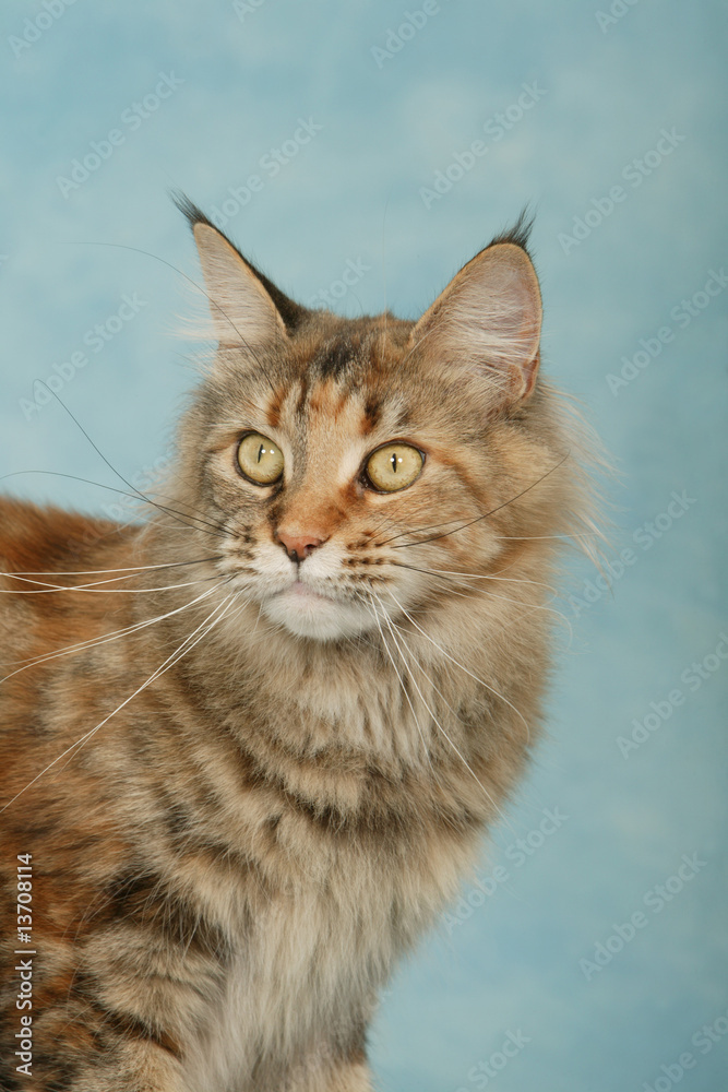 portrait de chat maine coon de trois quart en studio - fond bleu