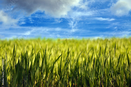 Spring Field and Cloudy Sky