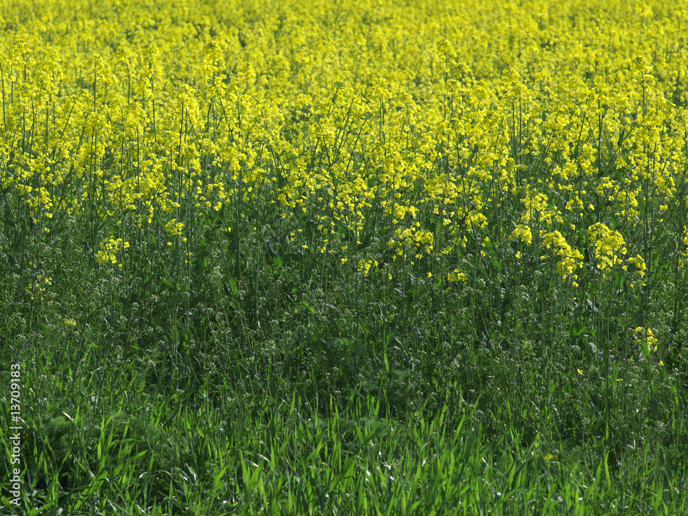 Obraz premium oil seed rape