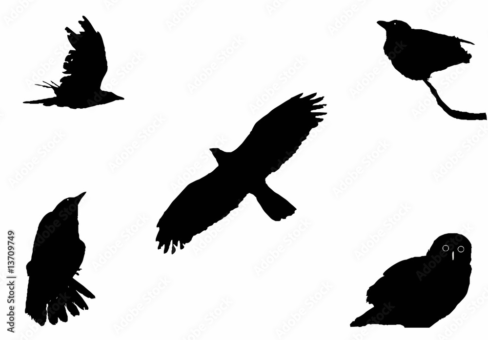 Fototapeta premium the big birds, silhouette vector set