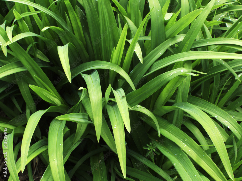 Obraz premium garden