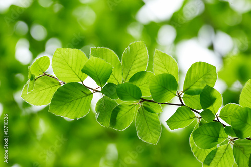 Valokuvatapetti Detail of fresh beech tree leaves in early spring