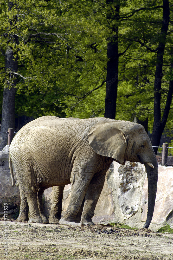 Fototapeta premium Eléphants