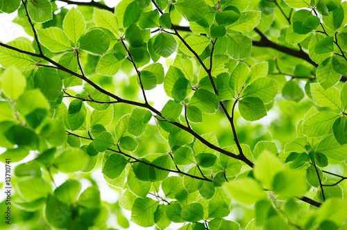 Dekoracja na wymiar  detail-of-fresh-beech-tree-leaves-in-early-spring